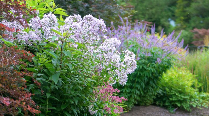 Odla Sommarblommor i Kruka: Din Kompletta Guide